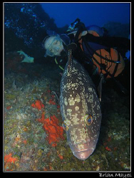 Large Dusky Grouper (Epinephelus marginatus) gets between... by Brian Mayes 